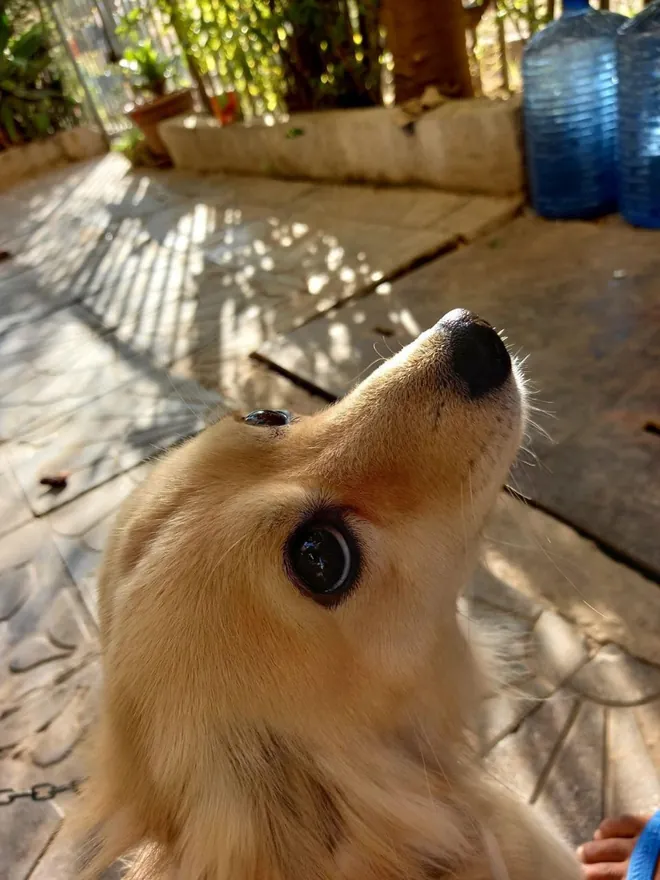 Chapi, a small golden dog looking up outdoors