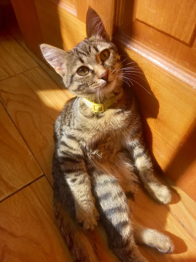 Kiwi, a brown tabby cat sitting in warm sunlight