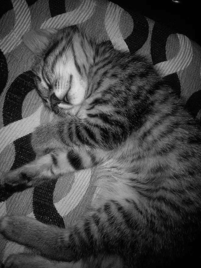 Kiwi sleeping peacefully as a kitten